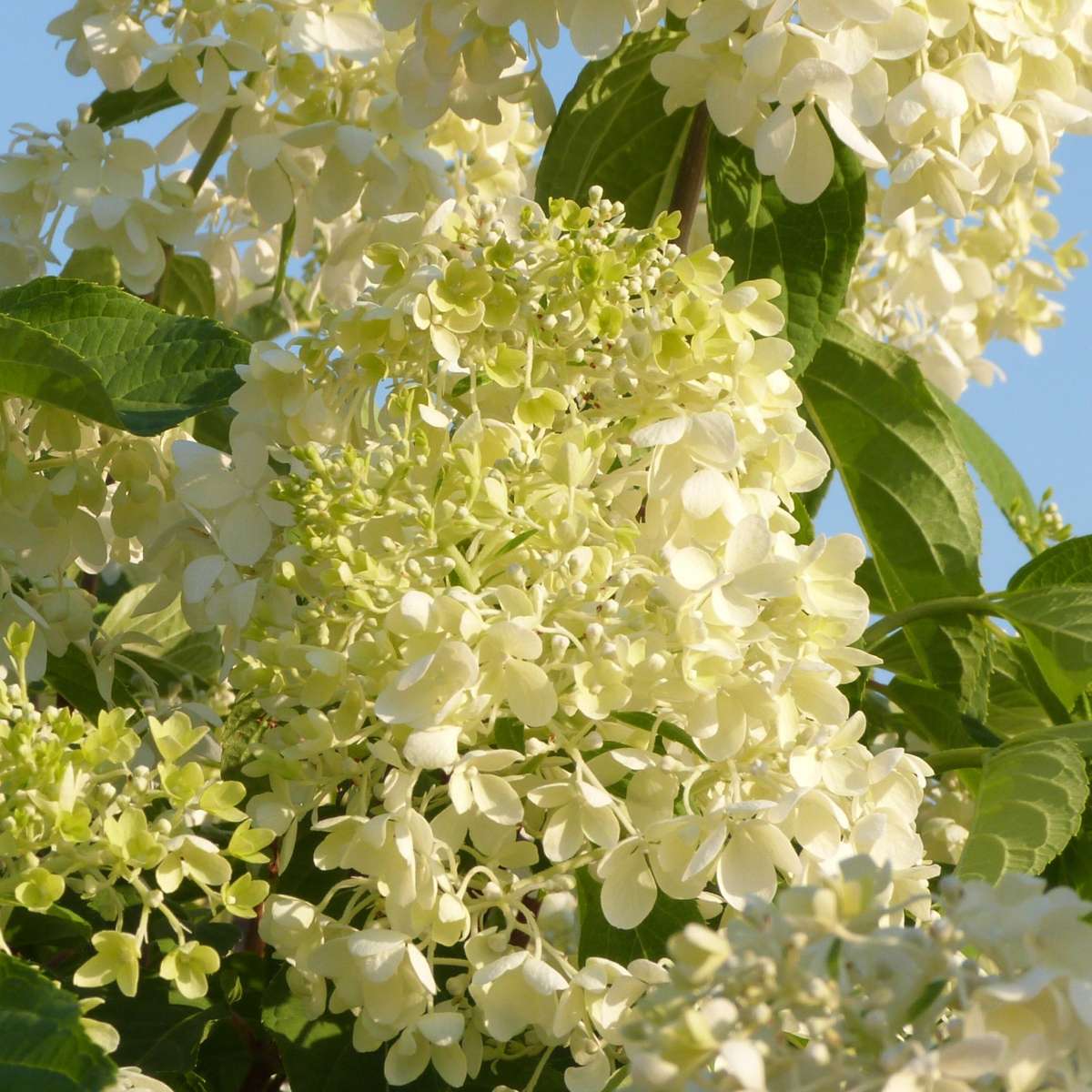 Hydrangea - Mix van 6 - Hortensia