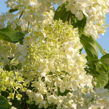 Hydrangea - Mix van 6 - Hortensia