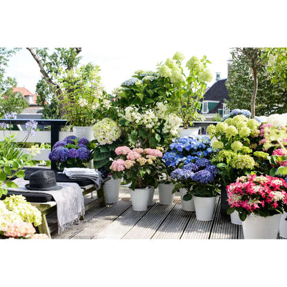 Hydrangea - Mix van 6 - Hortensia