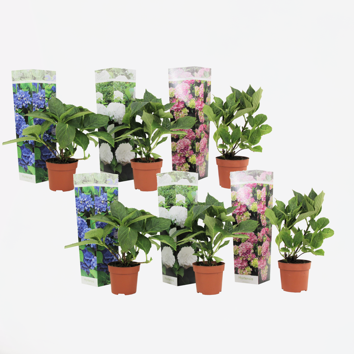 Hydrangea - Mix van 6 - Hortensia