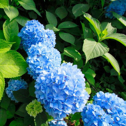 Hydrangea - Blauw - Set van 3 - Hortensia