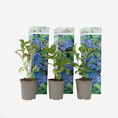 Hydrangea - Blauw - Set van 3 - Hortensia