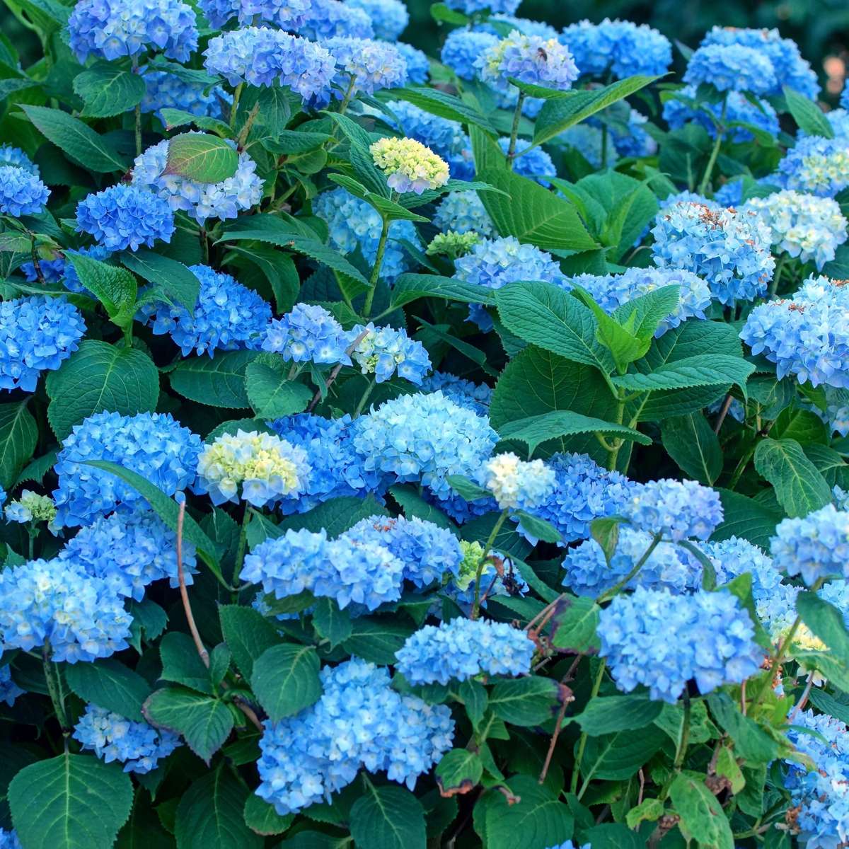 Hydrangea - Blauw - Set van 6 - Hortensia