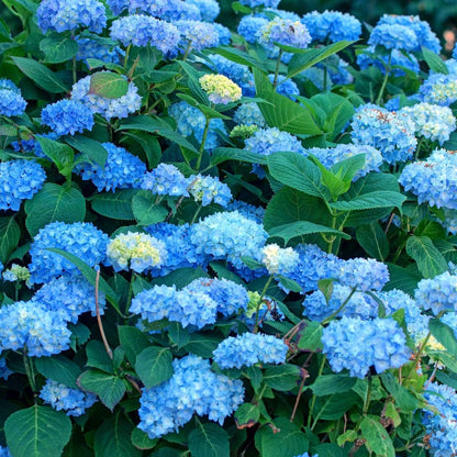 Hydrangea - Blauw - Set van 6 - Hortensia