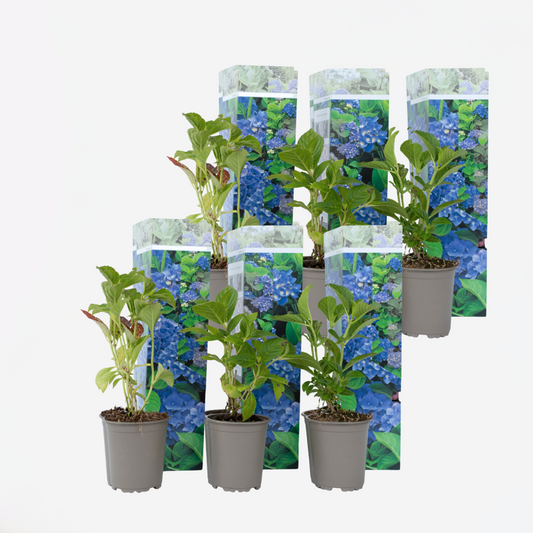 Hydrangea - Blauw - Set van 6 - Hortensia