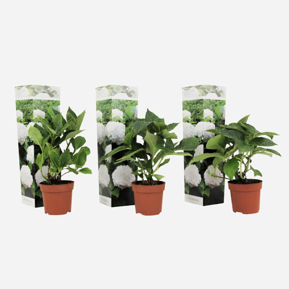 Hydrangea - Wit - Set van 3 - Hortensia
