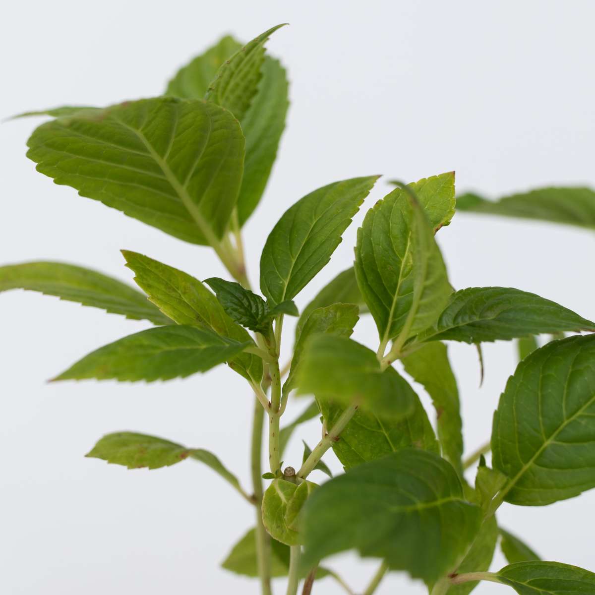 Hydrangea - Wit - Set van 6 - Hortensia