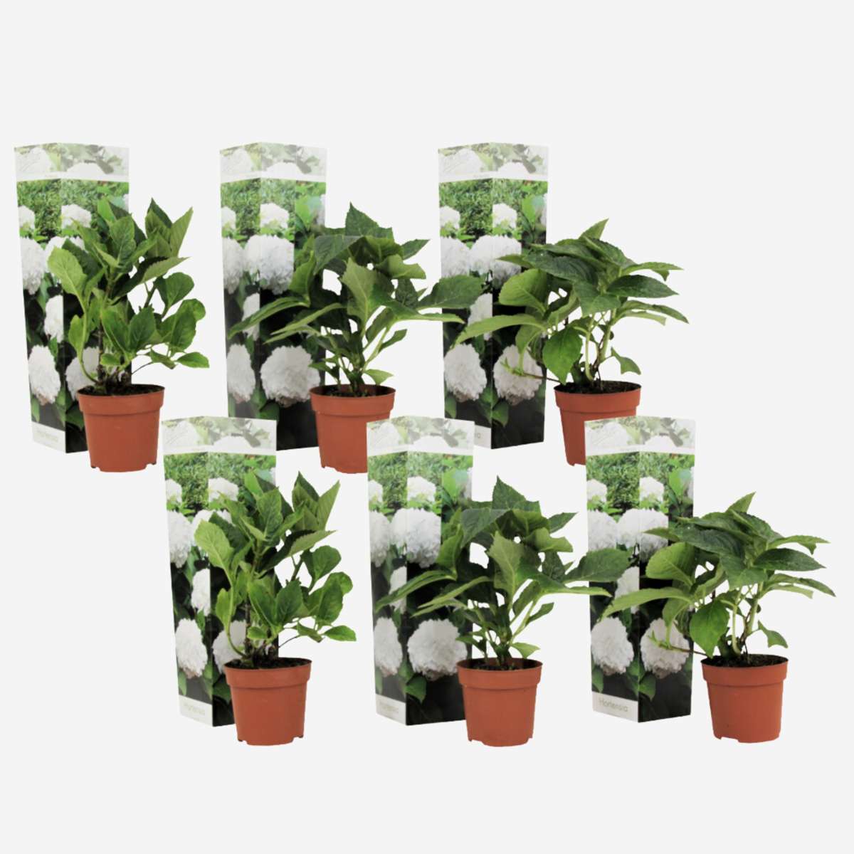 Hydrangea - Wit - Set van 6 - Hortensia