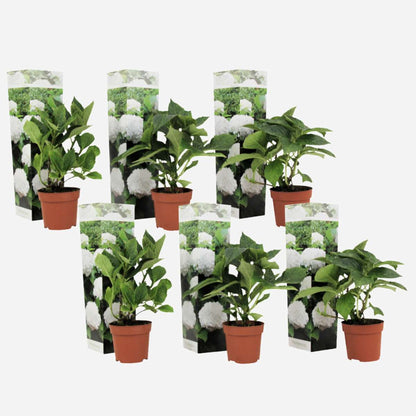 Hydrangea - Wit - Set van 6 - Hortensia
