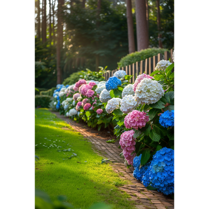 Hydrangea - Mix van 6 - Hortensia