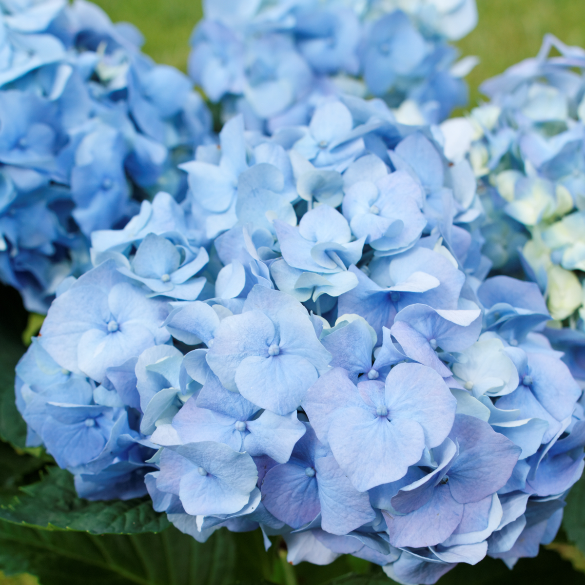 Hydrangea - Mix van 3 - Hortensia