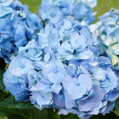 Hydrangea - Mix van 3 - Hortensia