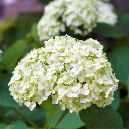 Hydrangea - Mix van 3 - Hortensia