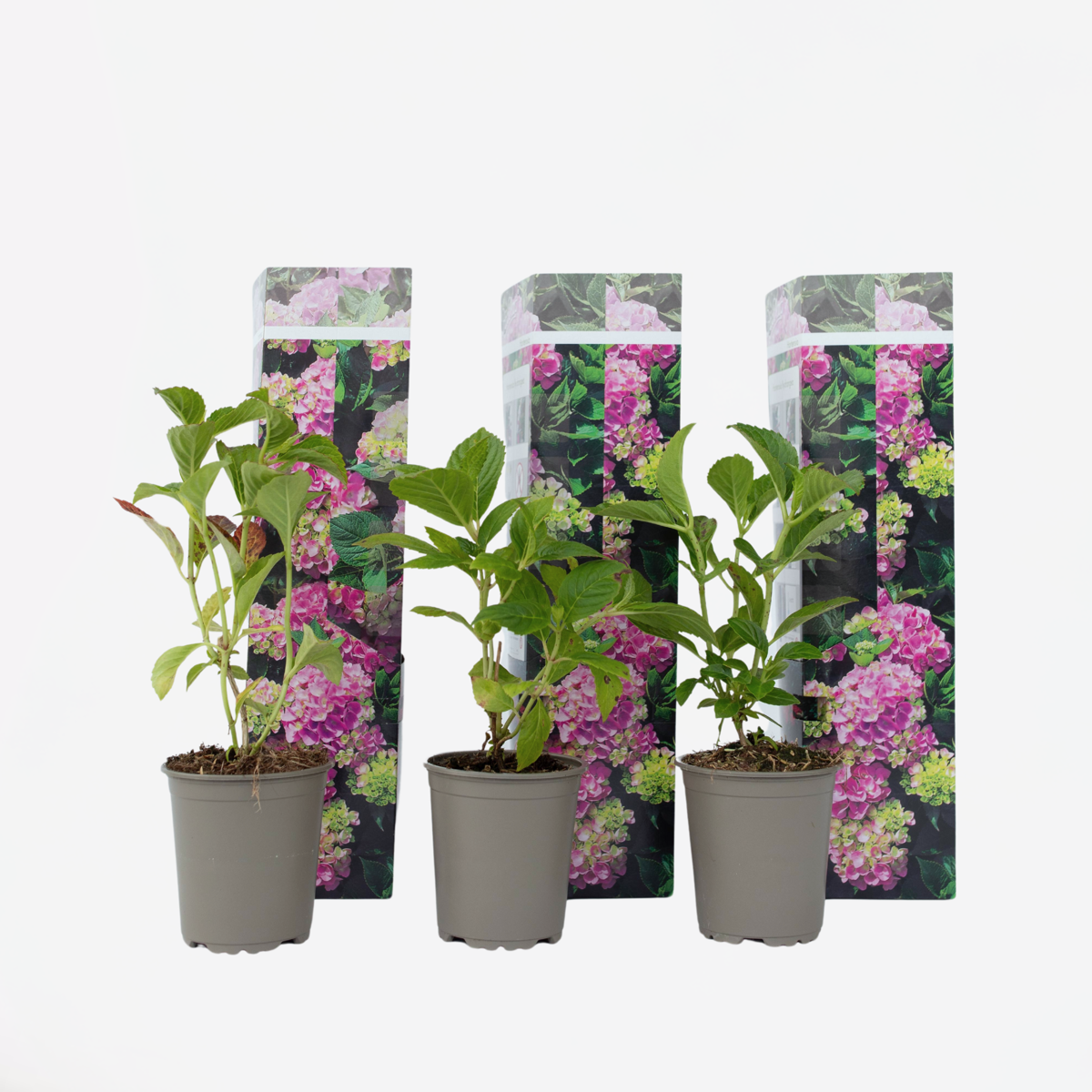 Hydrangea - Roze - Set van 3 - Hortensia