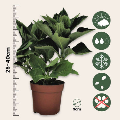 Hydrangea - Roze - Set van 3 - Hortensia