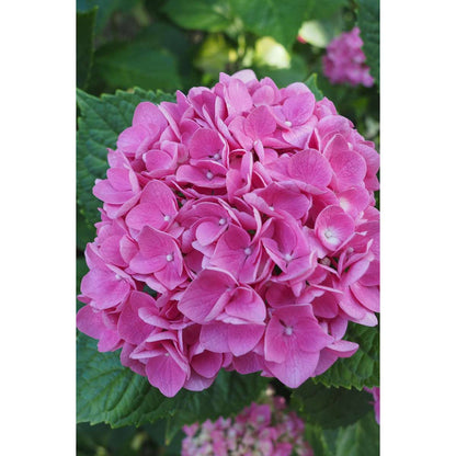 Hydrangea - Roze - Set van 6 - Hortensia