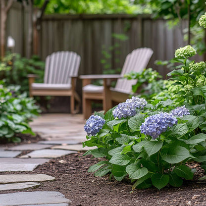 Hortensia 'Teller' - Set van 3 - Blauw - Hydrangea