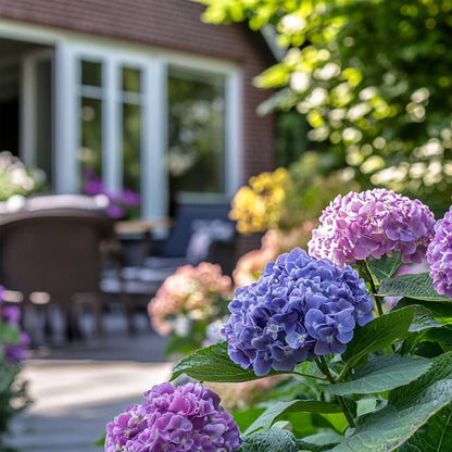 Hortensia 'Teller' - Set van 3 - Blauw - Hydrangea