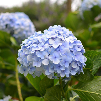 Hortensia 'Teller' - Set van 3 - Blauw - Hydrangea