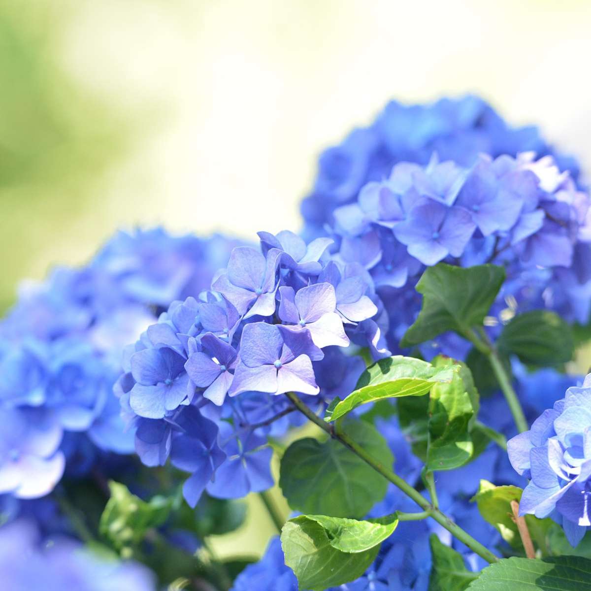 Hortensia 'Teller' - Set van 3 - Blauw - Hydrangea