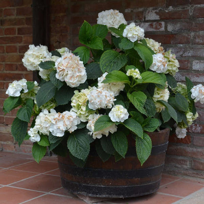 Hortensia 'Teller' - Set van 3 - Wit - Hydrangea