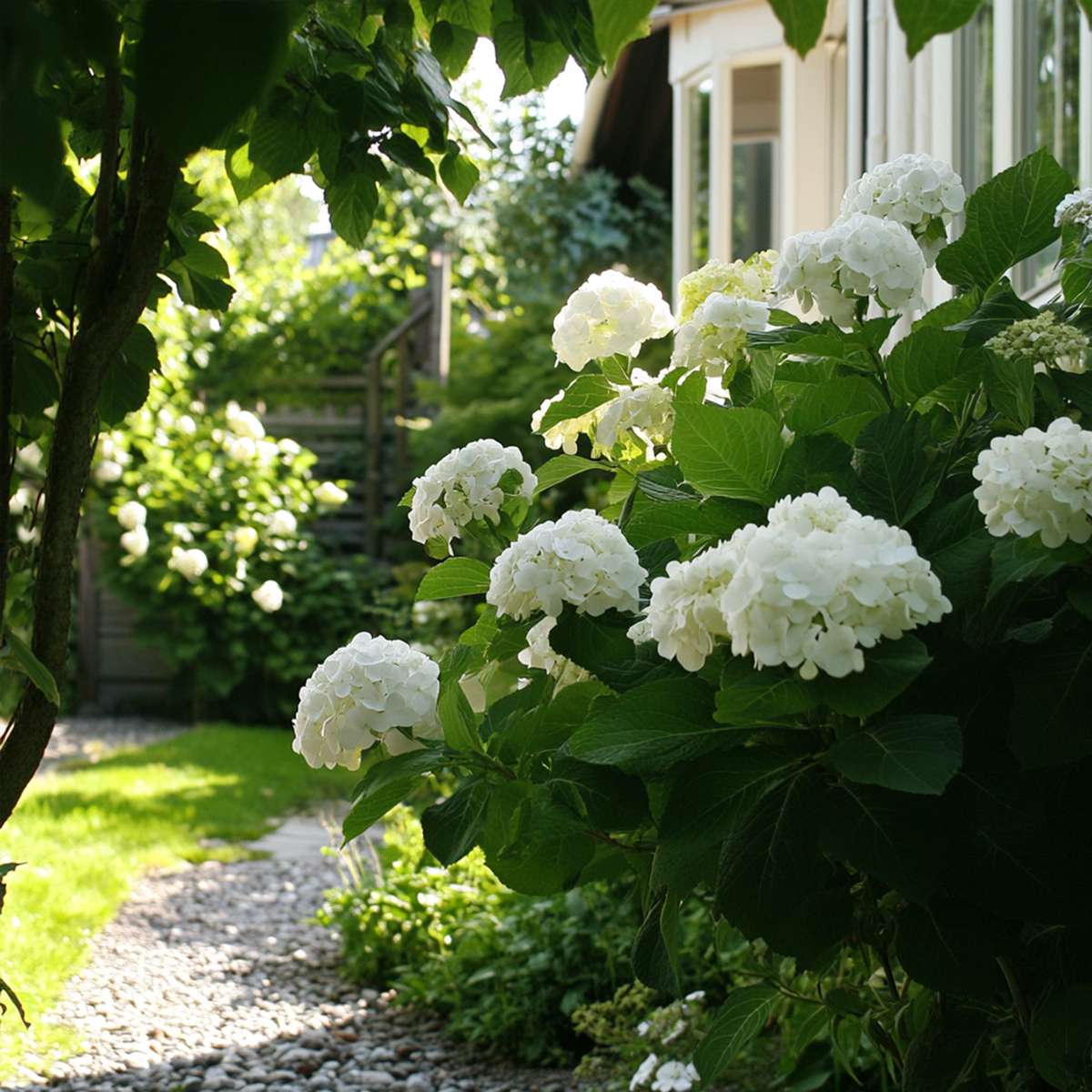 Hortensia 'Teller' - Set van 3 - Wit - Hydrangea