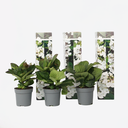 Hortensia 'Teller' - Set van 3 - Wit - Hydrangea