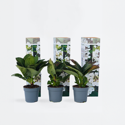 Hortensia 'Teller' - Set van 6 - Wit - Hydrangea
