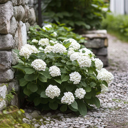 Hortensia 'Teller' - Set van 6 - Wit - Hydrangea