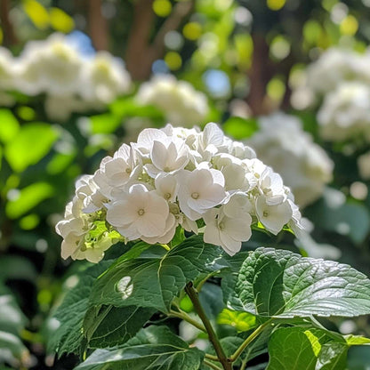Hortensia 'Teller' - Set van 6 - Wit - Hydrangea