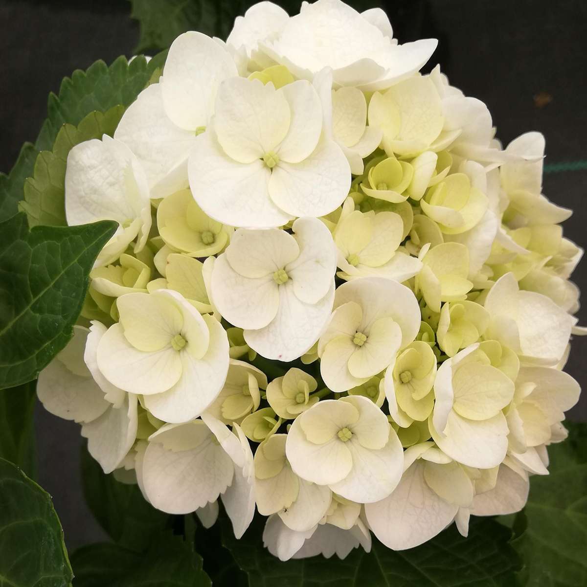 Hortensia 'Teller' - Set van 6 - Wit - Hydrangea