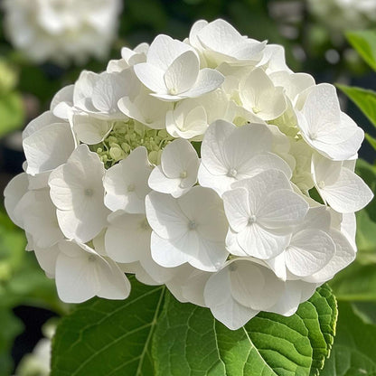 Hortensia 'Teller' - Set van 6 - Wit - Hydrangea