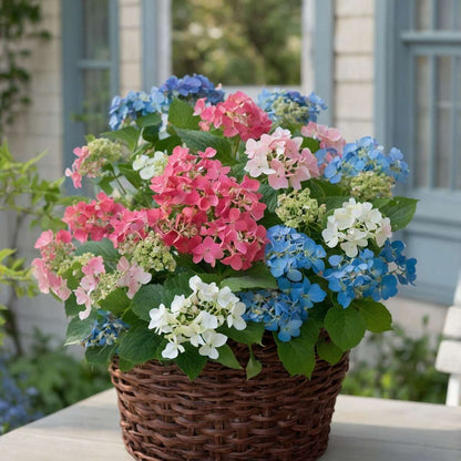 Hydrangea Teller - Mix van 6 - Hortensia