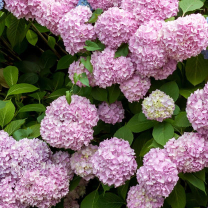 Hydrangea Teller - Mix van 3 - Hortensia