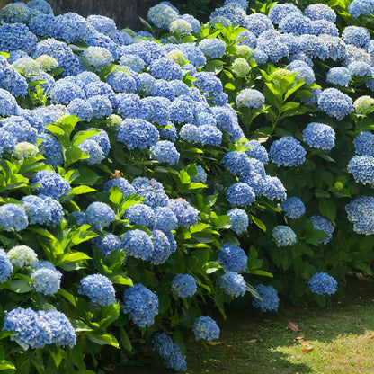 Hydrangea Teller - Mix van 3 - Hortensia