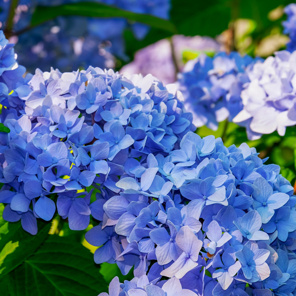 Hydrangea Teller - Mix van 6 - Hortensia