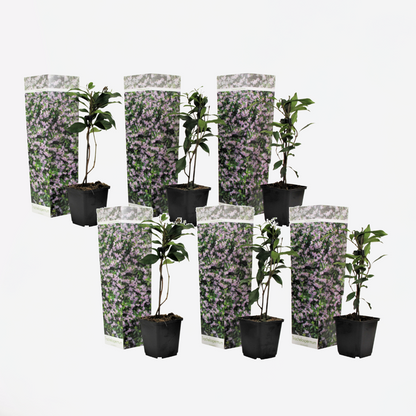 Toscaanse Jasmijn - Set van 6 - Roze