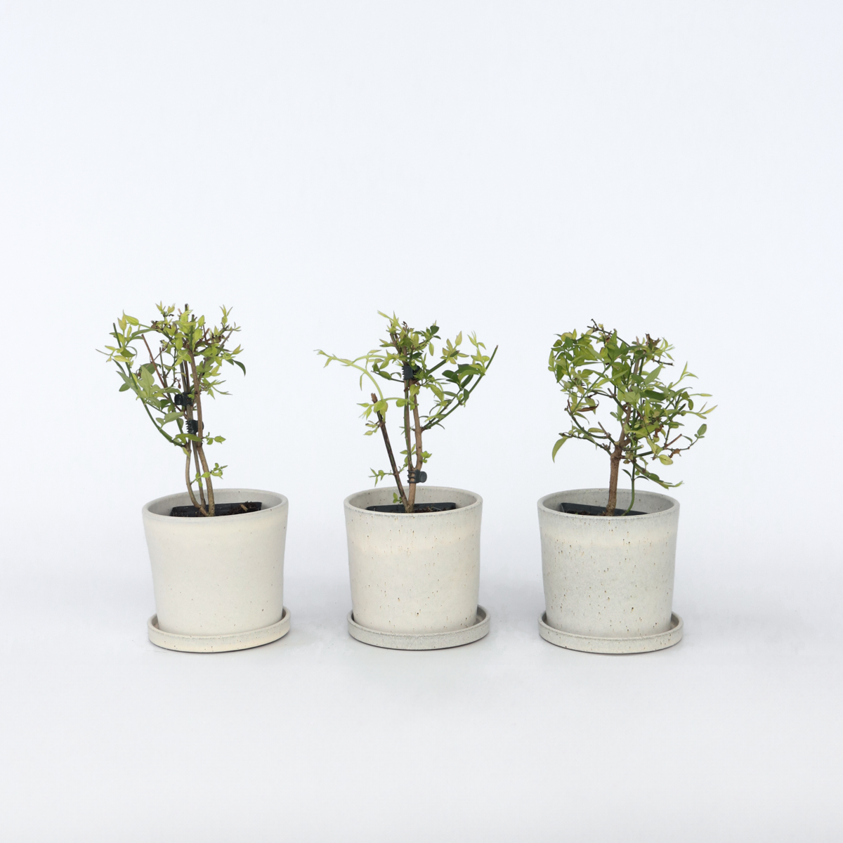 Jasmijn 'Summer Scent' - Set van 3 - Roze