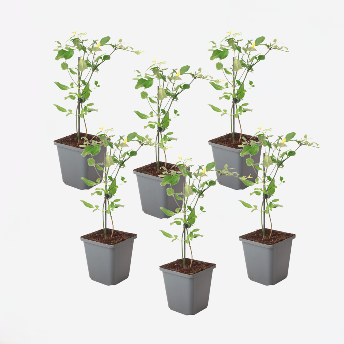 Jasmijn 'Summer Scent' - Set van 6 - Roze