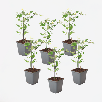 Jasmijn 'Summer Scent' - Set van 6 - Roze