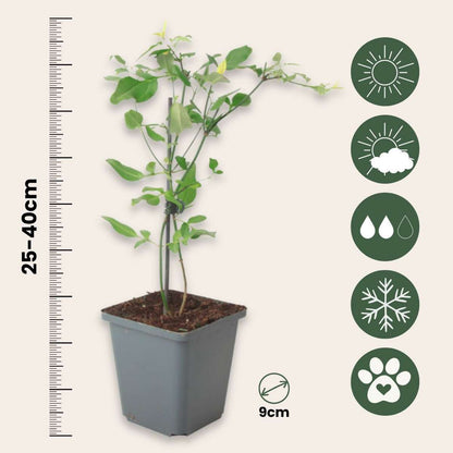 Jasmijn 'Summer Scent' - Set van 6 - Roze