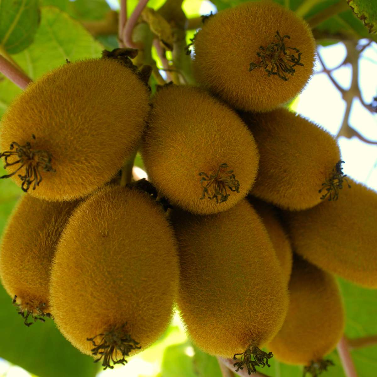 Kiwi Actinidia 'Jenny' - Set van 3 - Kiwiplanten