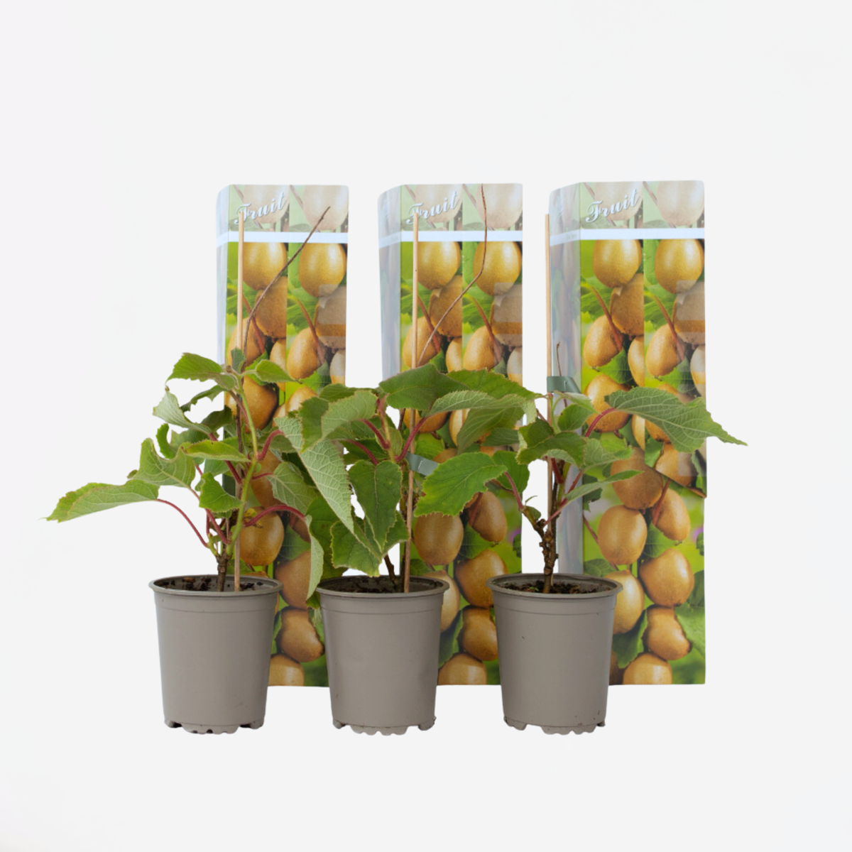 Kiwi Actinidia 'Jenny' - Set van 3 - Kiwiplanten