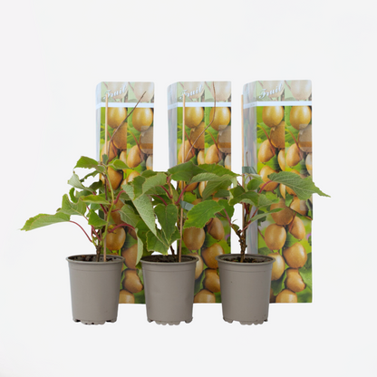 Kiwi Actinidia 'Jenny' - Set van 3 - Kiwiplanten