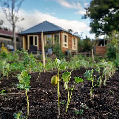 Kiwi Actinidia 'Jenny' - Set van 6 - Kiwiplanten