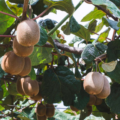 Kiwi Actinidia 'Jenny' - Set van 6 - Kiwiplanten