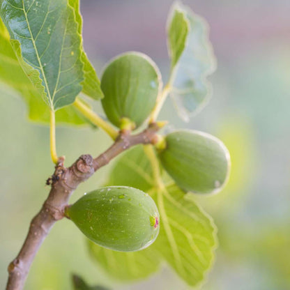 Mediterrane Fruitbomen - Set van 4