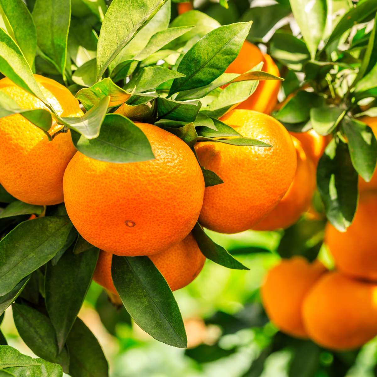 Mediterrane Fruitbomen - Set van 4