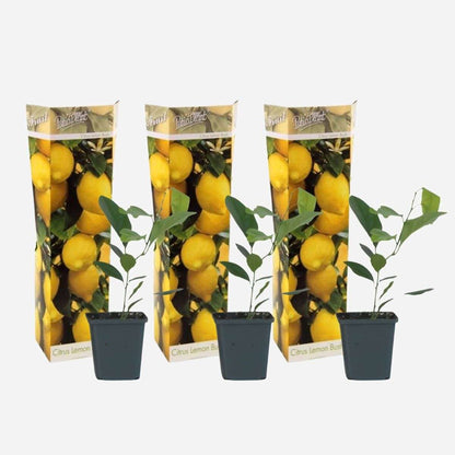 Citrus limon - 3 stuks - Citroenboom