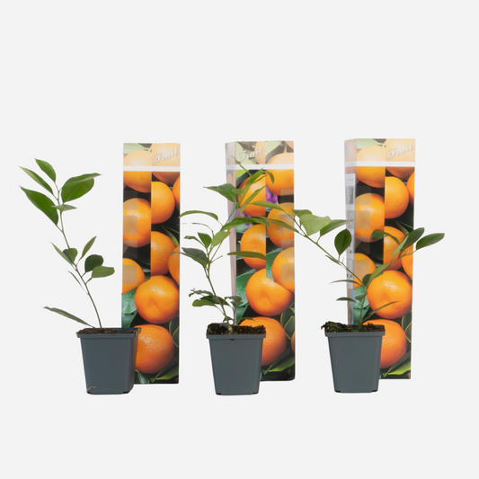Citrus mitis - 3 stuks - Sinaasappelboom